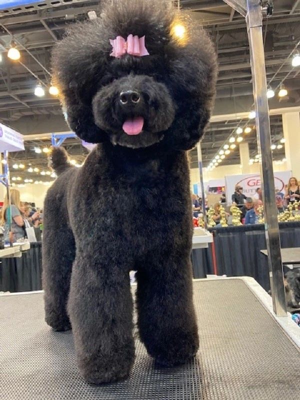 K9 studio dog salon 2025
